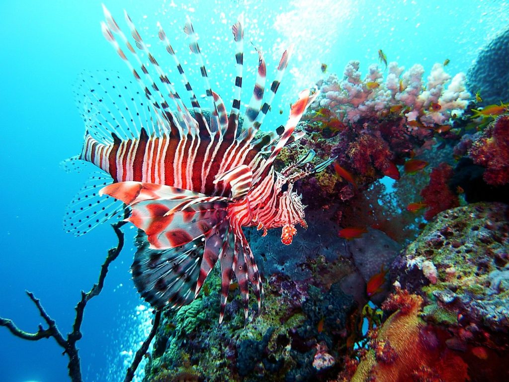 diving, underwater, red fire fish