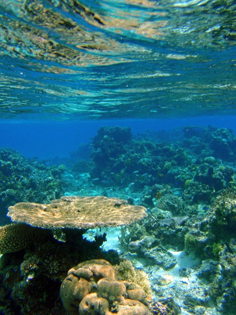 fiji, reef, coral